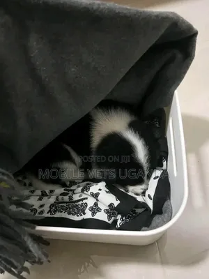 1-3 months Male Purebred Japanese Chin