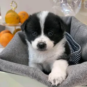 1-3 months Female Purebred Japanese Spitz