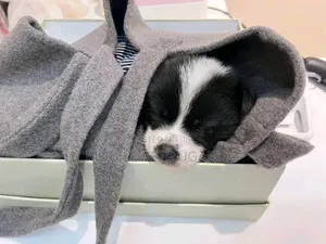 0-1 month Female Purebred Japanese Spitz