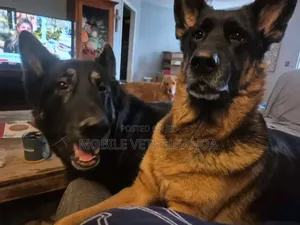 1+ year Female Purebred German Shepherd