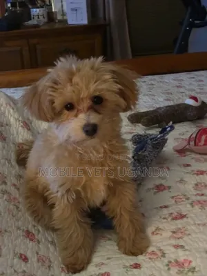 3-6 months Female Purebred Maltese