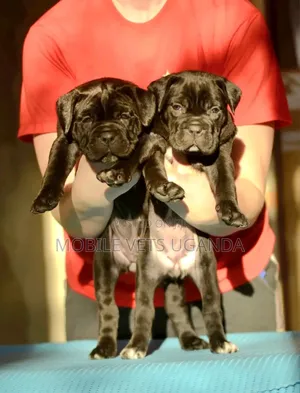 1-3 months Male Purebred Boerboel