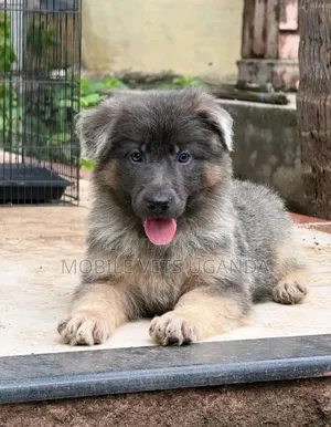 3-6 months Female Purebred German Shepherd