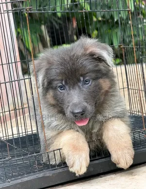 0-1 month Female Purebred German Shepherd