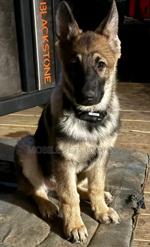 6-12 months Male Purebred German Shepherd