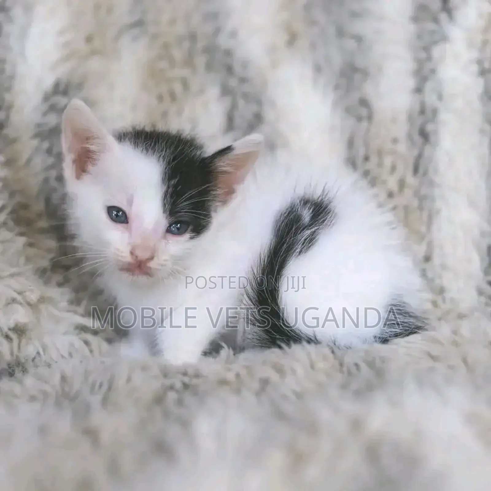 1-3 months Female Purebred Exotic