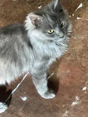6-12 months Male Purebred Ragdoll