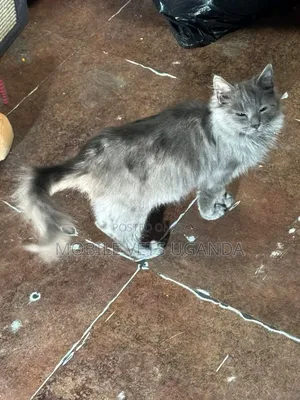 1+ year Male Purebred Ocicat