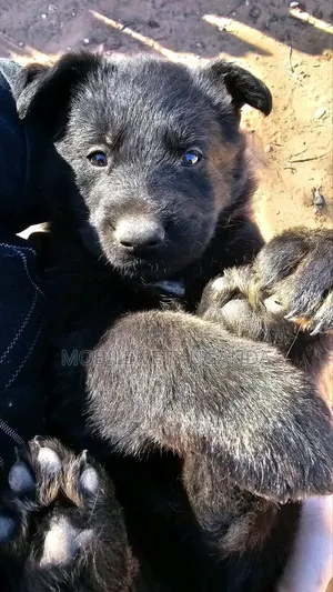 3-6 months Male Purebred German Shepherd