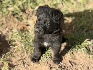 0-1 month Female Purebred German Shepherd