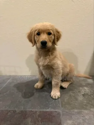 3-6 months Female Purebred Golden Retriever