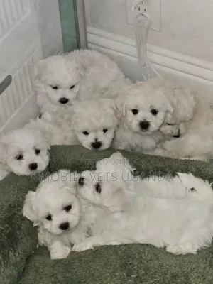 1-3 months Male Purebred Maltese