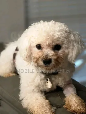 1-3 months Male Purebred Maltese