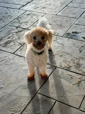 1+ year Male Purebred Maltese
