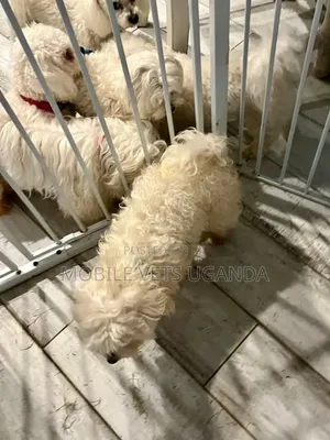 3-6 months Male Purebred Maltese