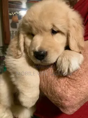 1-3 months Female Purebred Golden Retriever