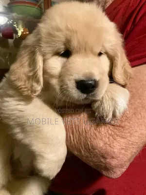 0-1 month Male Purebred Golden Retriever