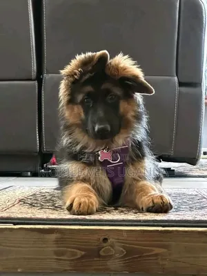 1-3 months Male Purebred German Shepherd
