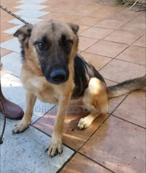 6-12 months Female Purebred German Shepherd