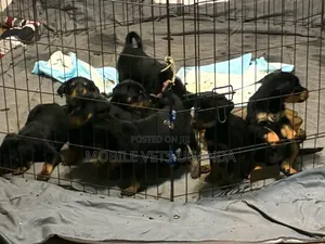 0-1 month Female Purebred Rottweiler