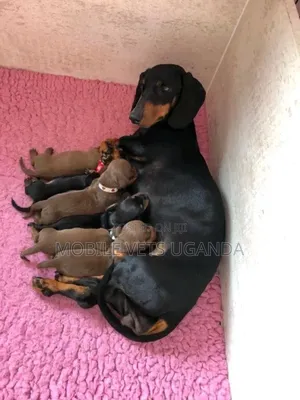 0-1 month Female Purebred Dachshund