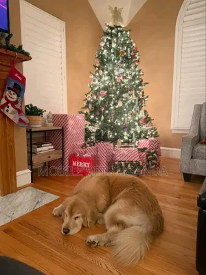 1-3 months Female Purebred Golden Retriever