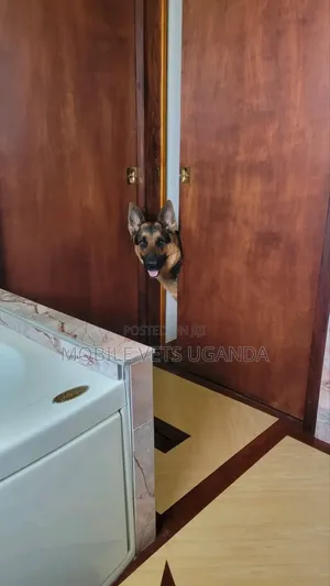 6-12 months Male Purebred German Shepherd