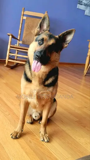 6-12 months Male Purebred German Shepherd