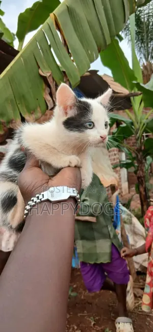 1-3 months Male Mixed Breed Exotic