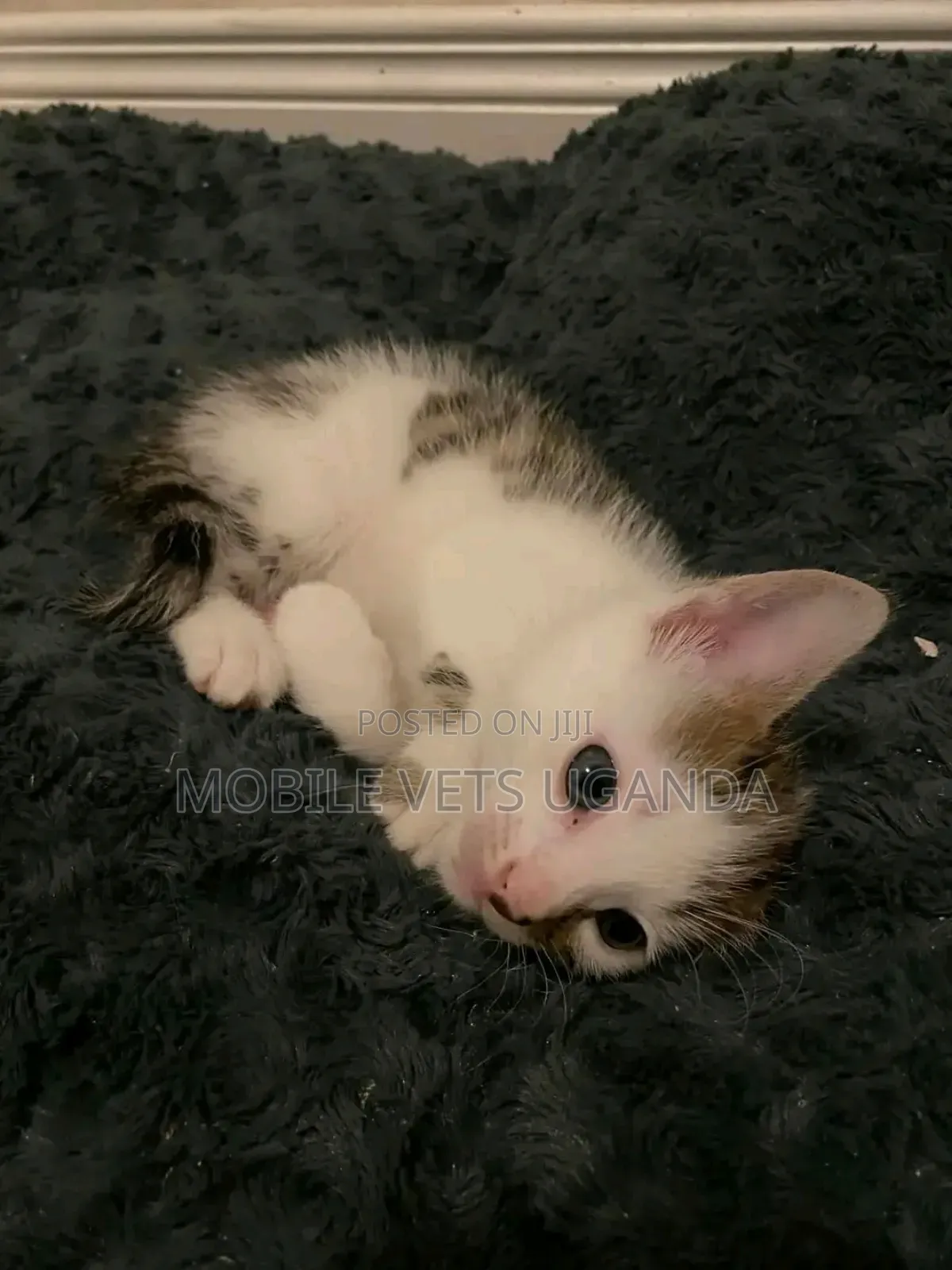 1-3 months Female Purebred Balinese