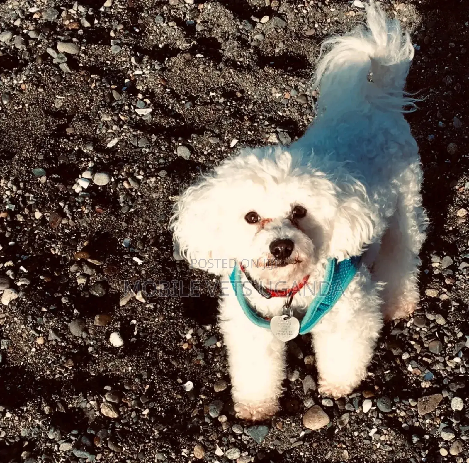 1-3 months Male Purebred Maltese