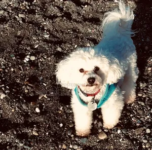 1-3 months Male Purebred Maltese