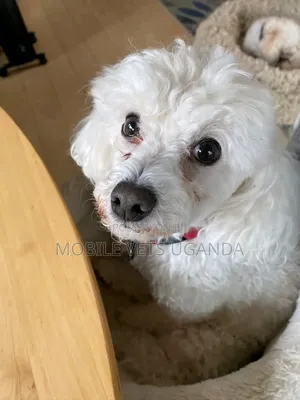 6-12 months Female Purebred Maltese