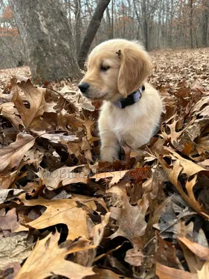 1-3 months Male Purebred Golden Retriever