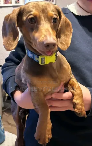 1-3 months Male Purebred Dachshund