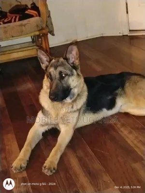 6-12 months Male Purebred German Shepherd