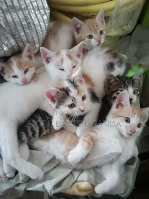 1-3 months Female Purebred Birman