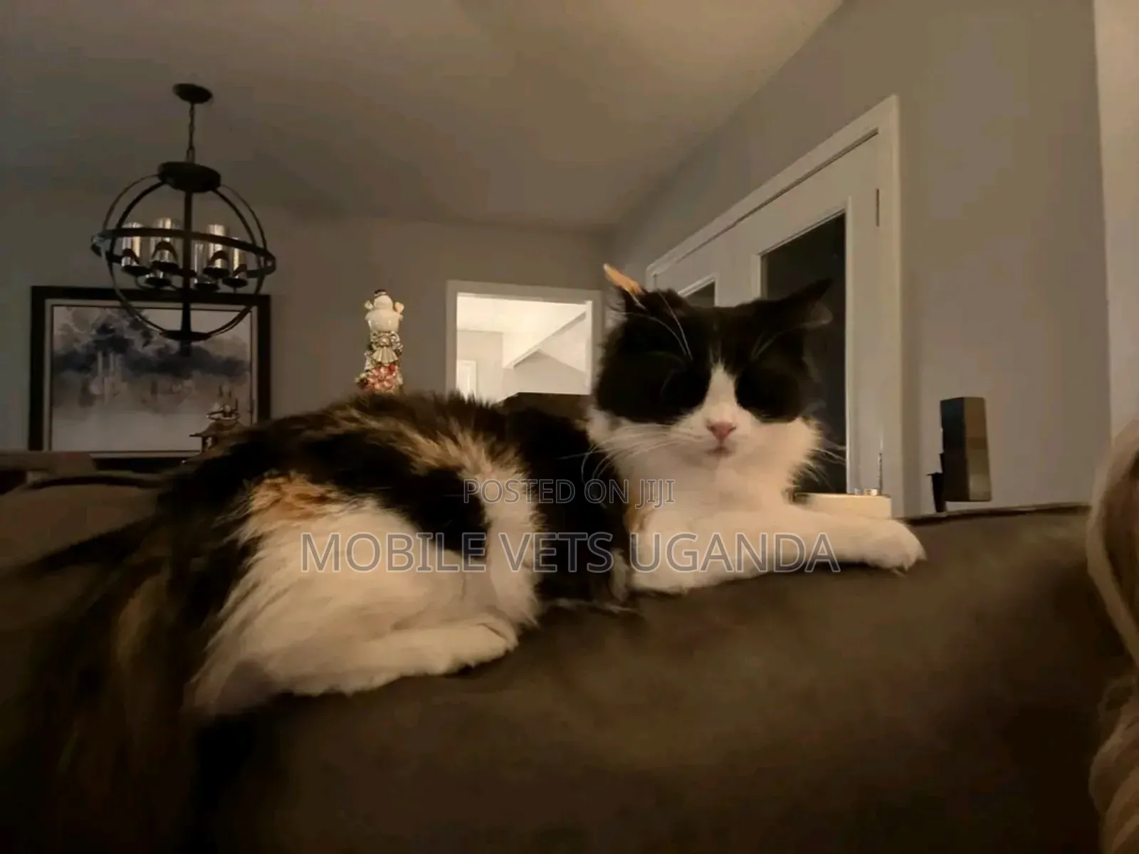 1-3 months Male Purebred Ragamuffin