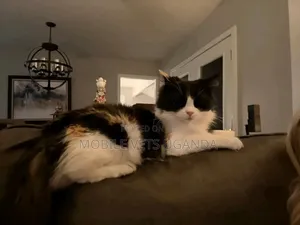 1-3 months Male Purebred Ragamuffin