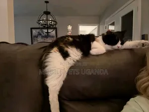 1+ year Male Purebred Ragdoll