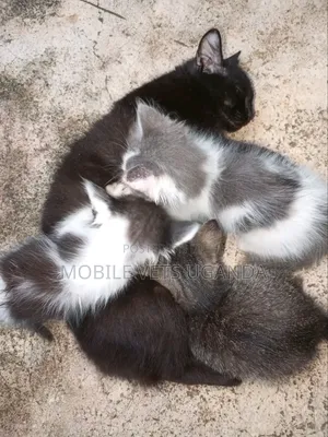 0-1 month Male Purebred American Bobtail