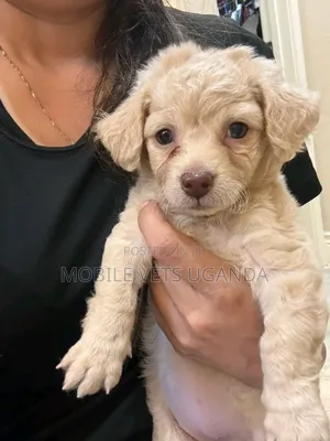 1-3 months Male Purebred Japanese Spitz