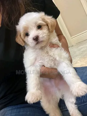 1-3 months Female Purebred Maltese