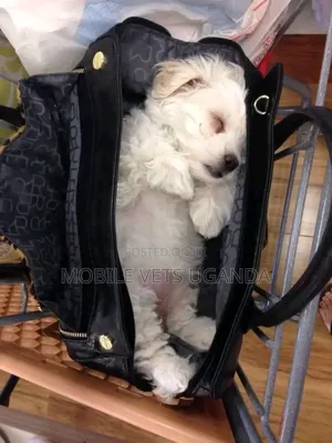 0-1 month Female Purebred Maltese