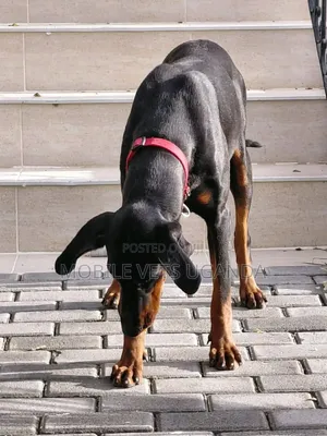 1-3 months Male Purebred Doberman Pinscher