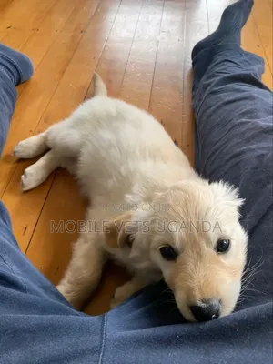 1-3 months Male Purebred Golden Retriever