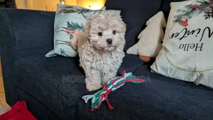 3-6 months Male Purebred Maltese