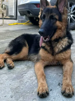 3-6 months Male Purebred German Shepherd