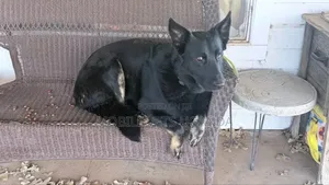 6-12 months Male Purebred German Shepherd
