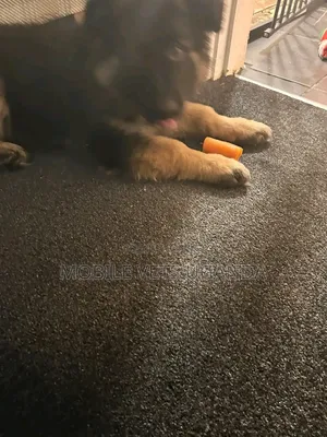 0-1 month Female Purebred German Shepherd
